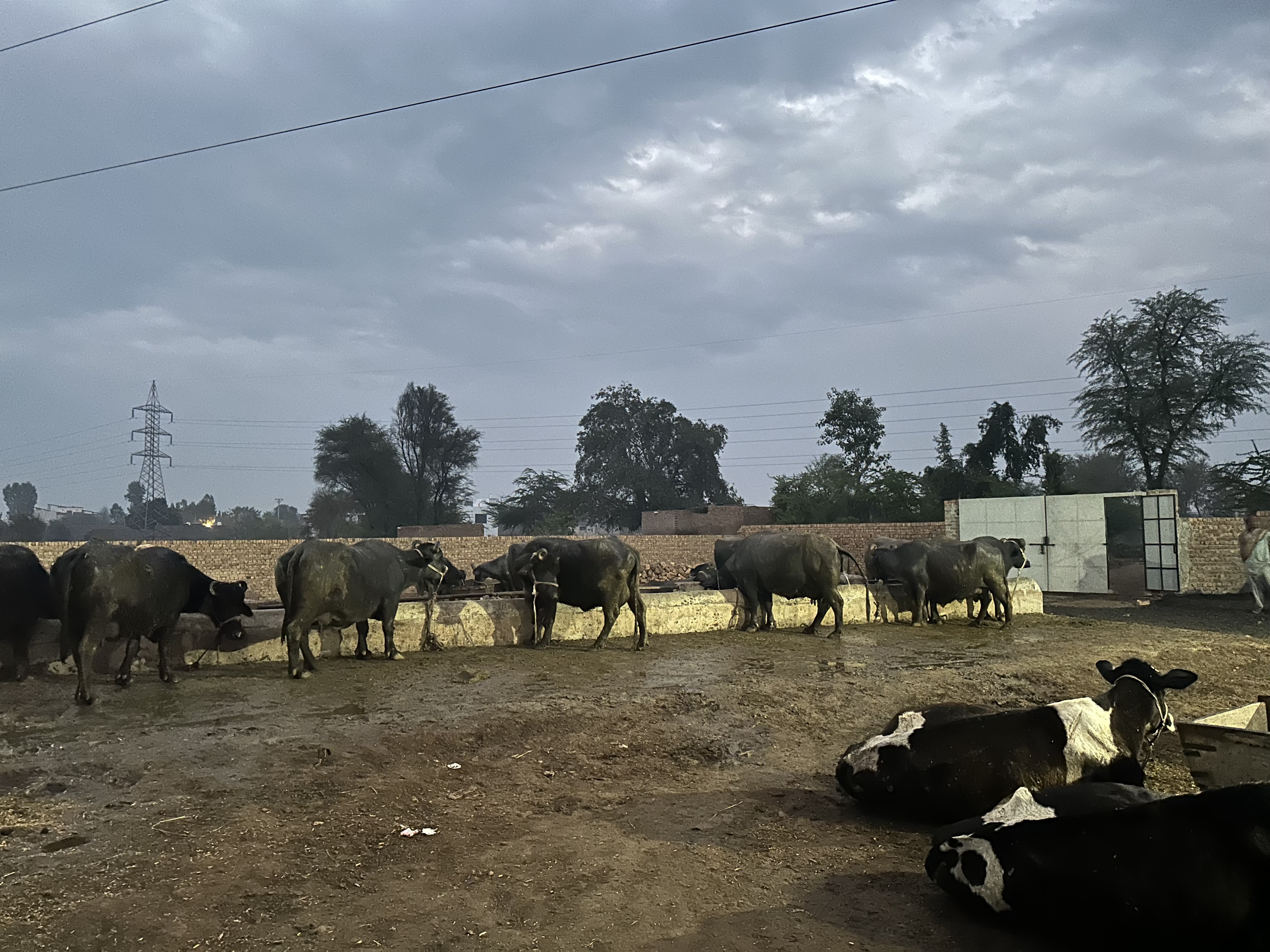 Buffalo feeding at Cheema Dairy cattle farm in Sargodha