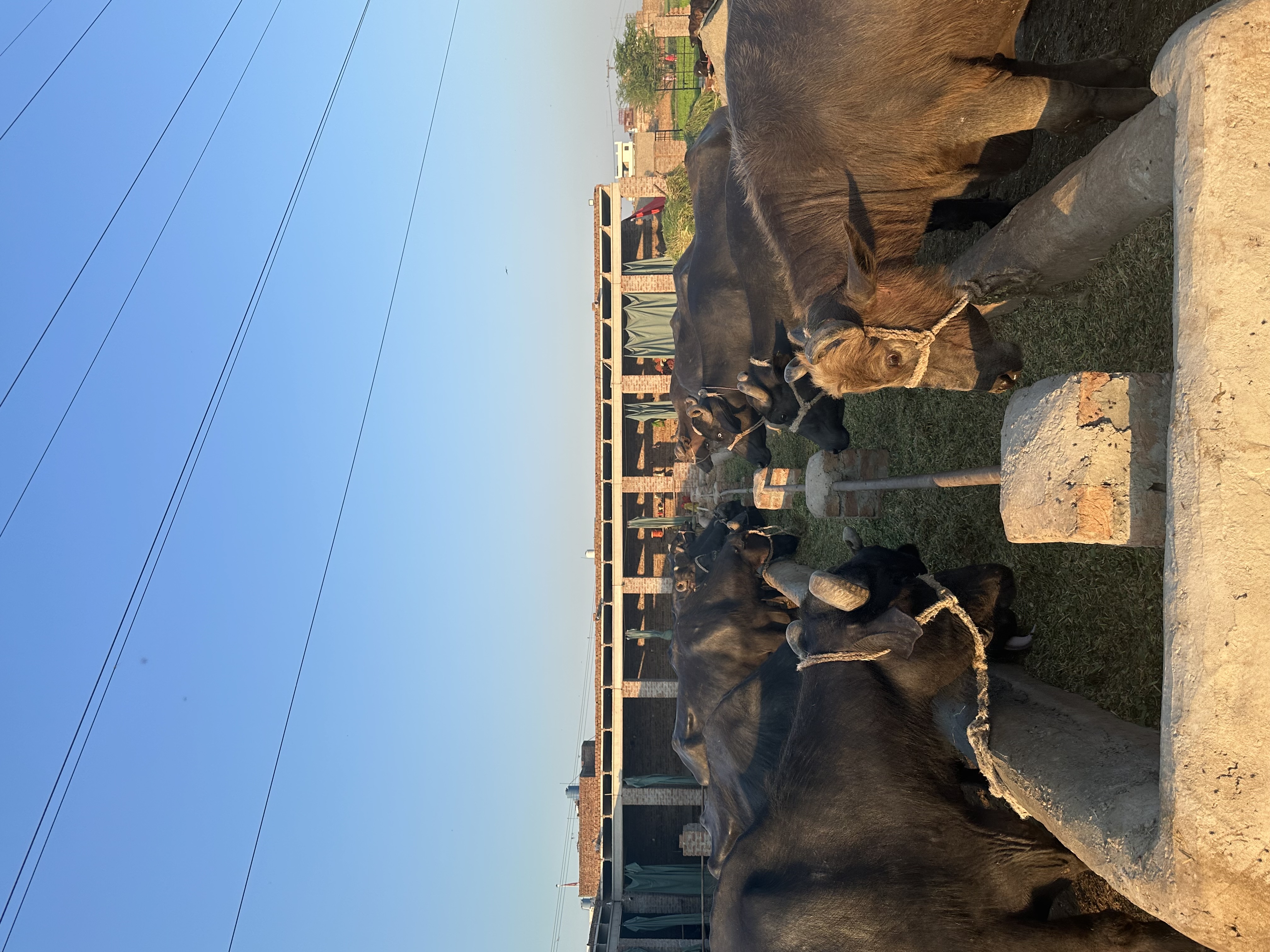 Cows and buffalo feeding at Cheema Dairy farm