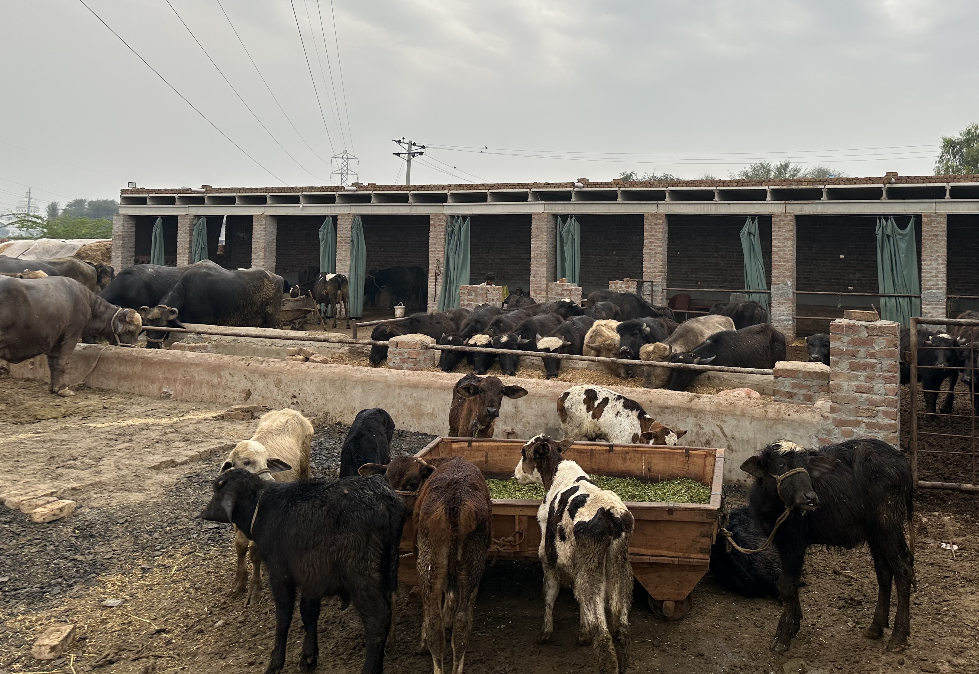Farm grown cattle eating at the feeding trough
